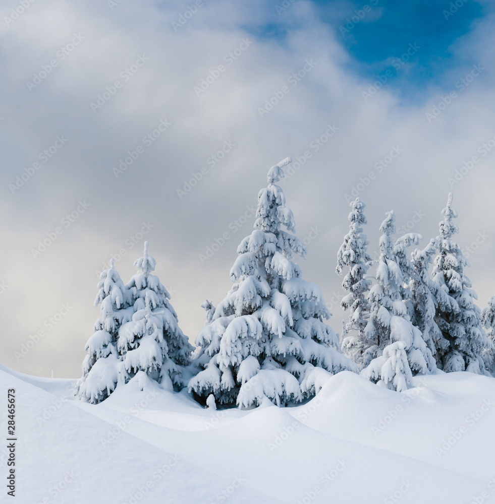 winter trees winter trees
