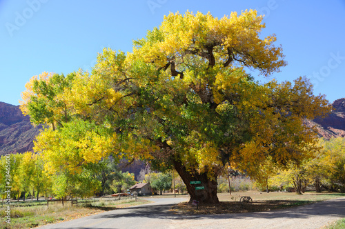 Beautiful Cottonwood  Tree  in Autumn photo