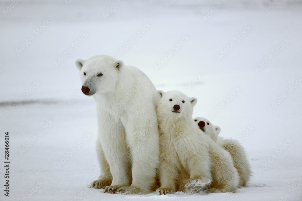 Naklejka premium Niedźwiedzica polarna z młodymi.