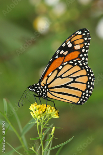 Monarch Butterfly (Danaus plexippus) Pollinating a Goldenrod © Brian Lasenby