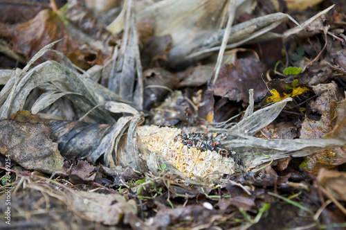 Rotting corncob on a compost heap