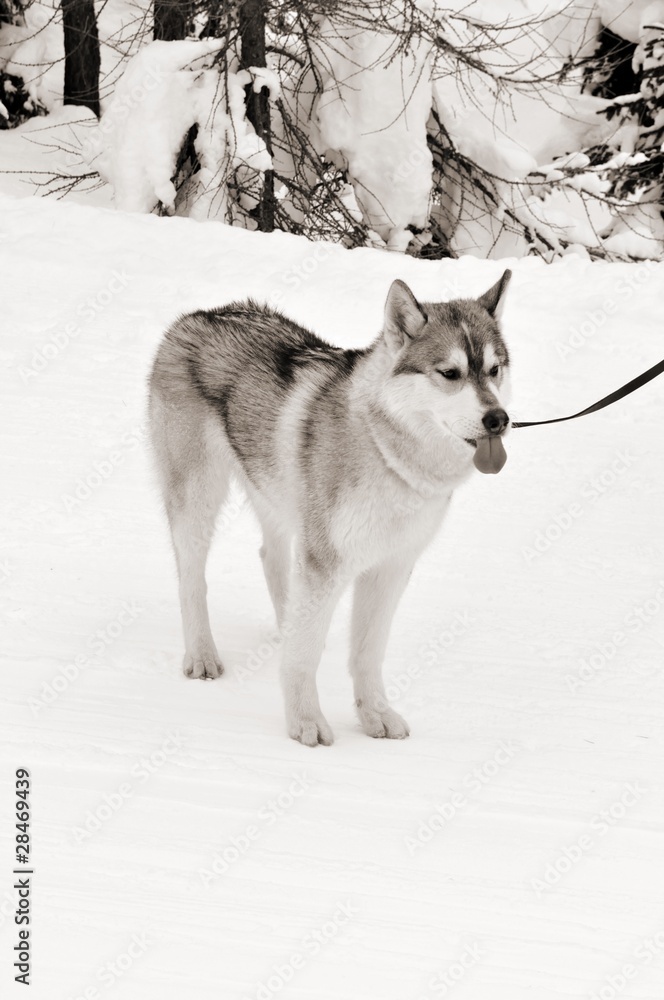husky il cane e la neve