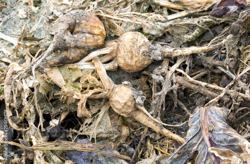 Rotten turnips on a compost heap