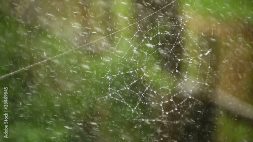 Wide web on which large drops of rain dripping
