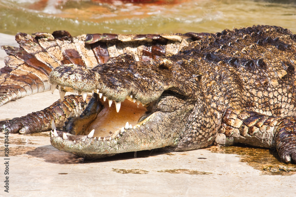 Naklejka premium Crocodile