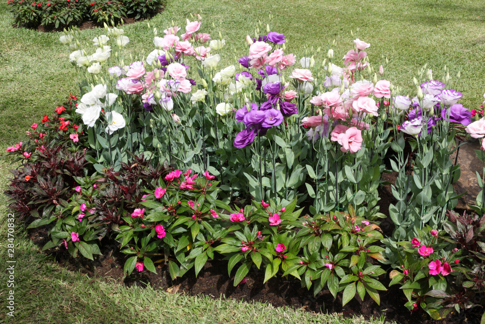 massif de lisianthus sur pelouse