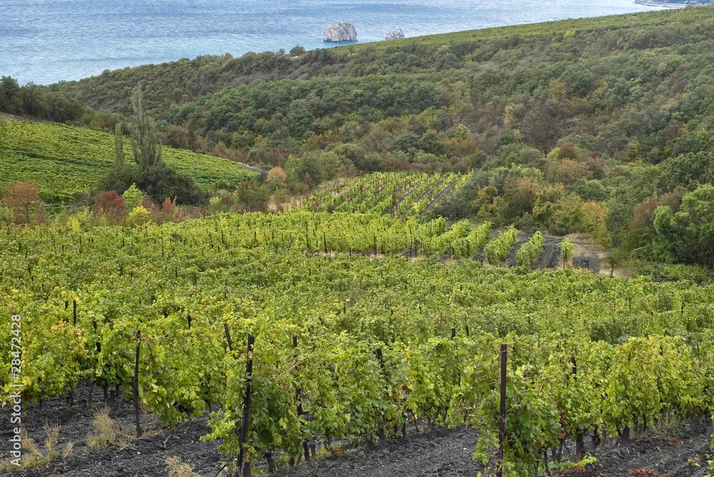 Vineyard near Black Sea shore in Crimea, Ukraine.