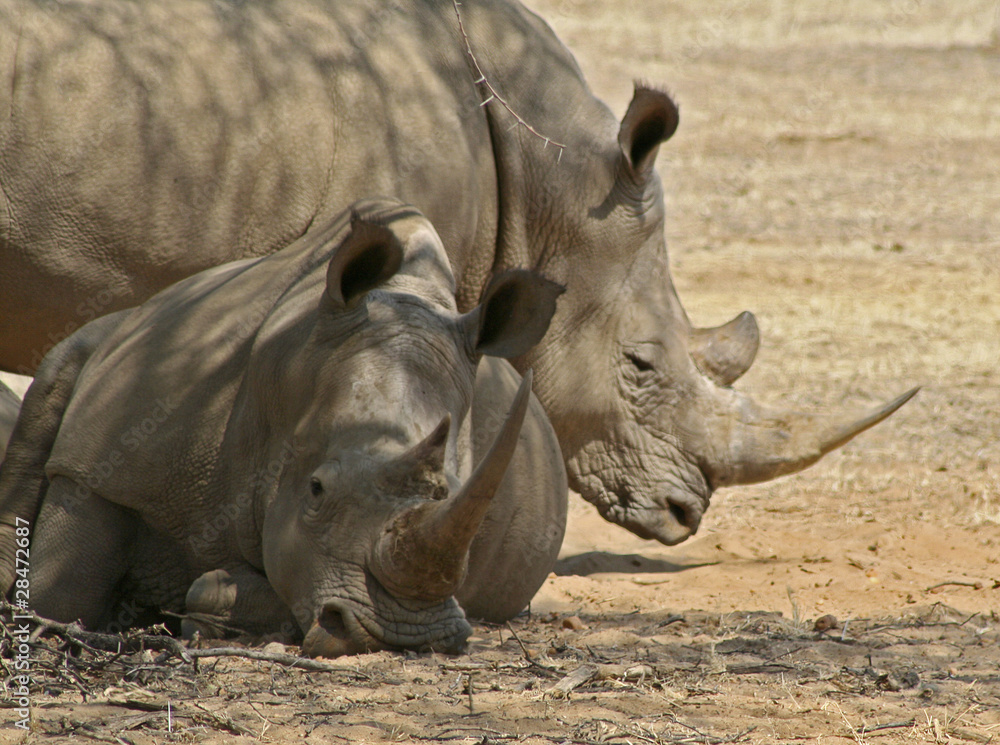 Obraz premium Namibia, Okapuka Ranch