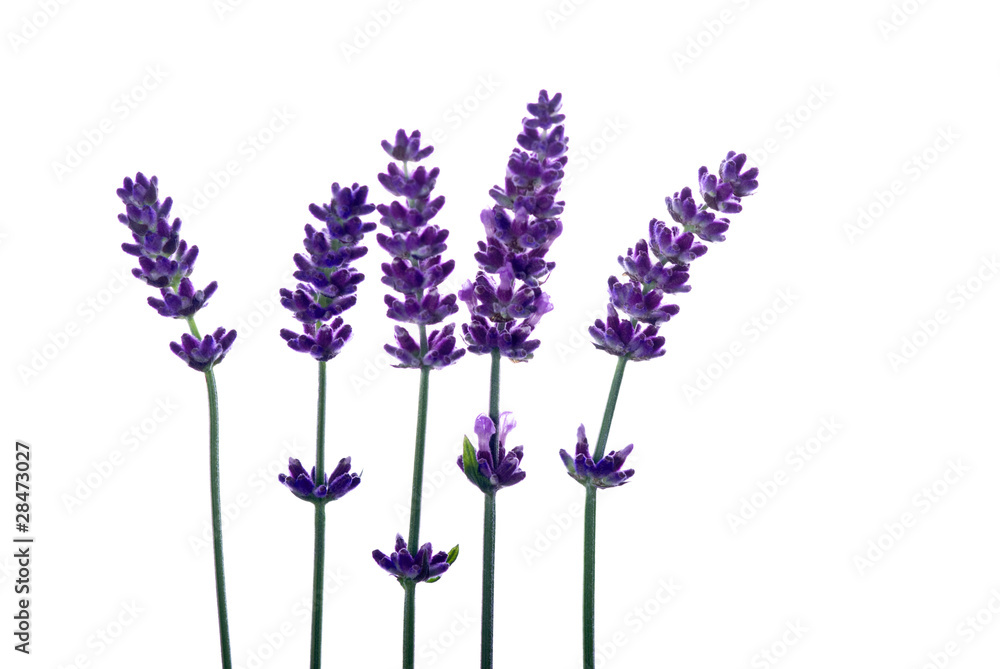 Fototapeta premium lawenda