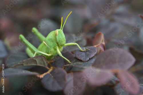 Grasshopper on leaf red close up.
