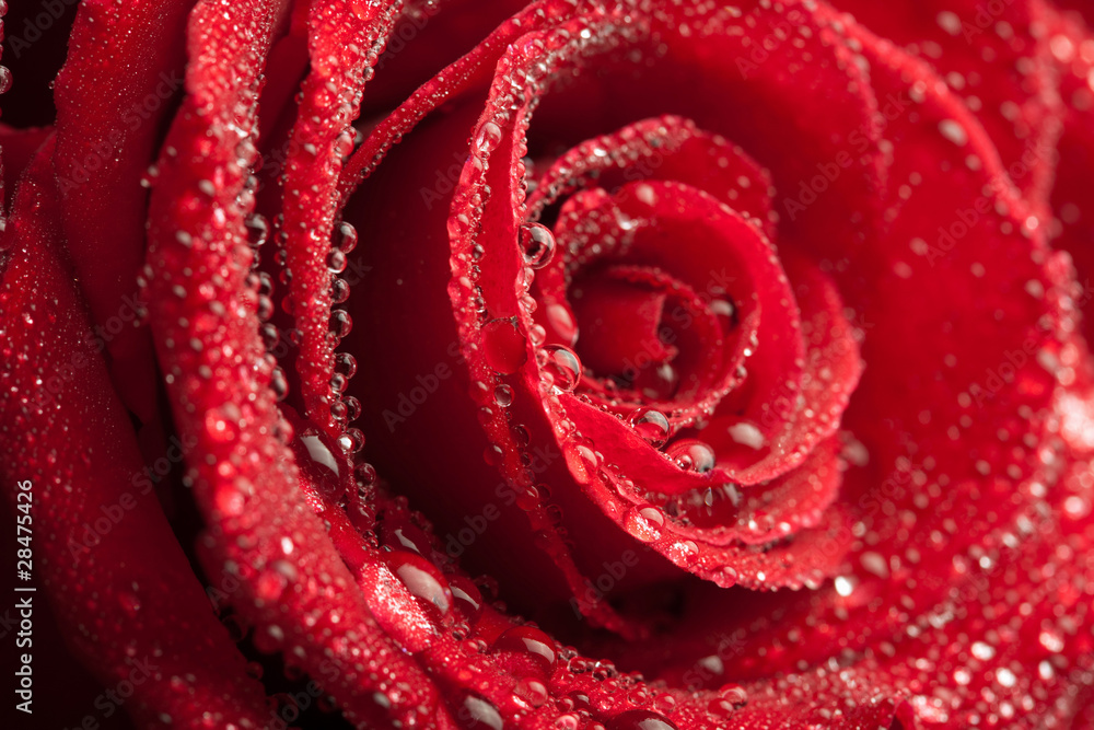 red rose with water drops red rose with water drops