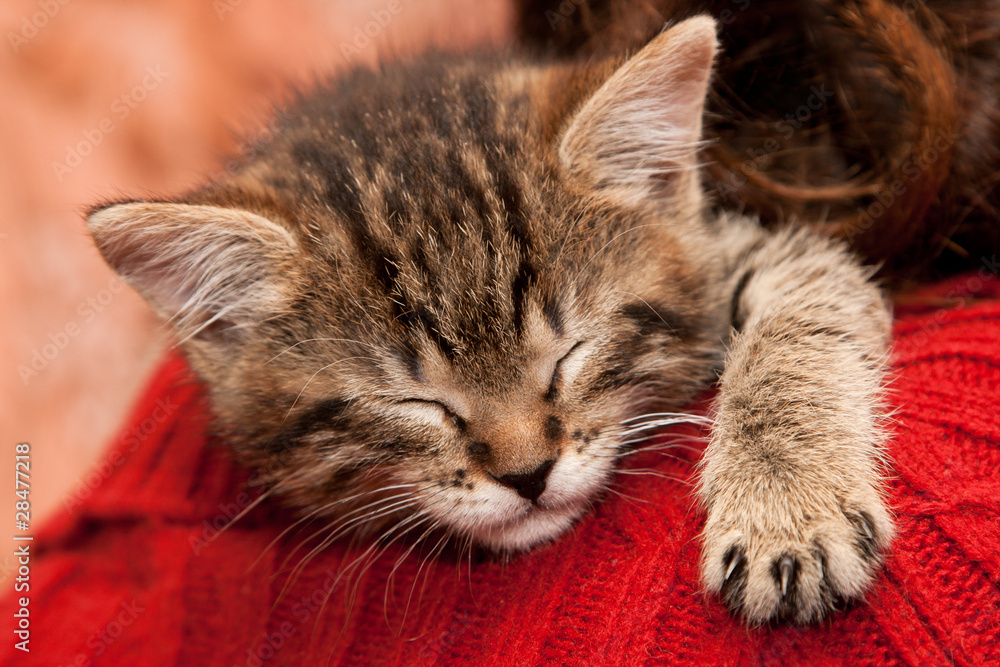 Sleepy Kitten Sleepy Kitten