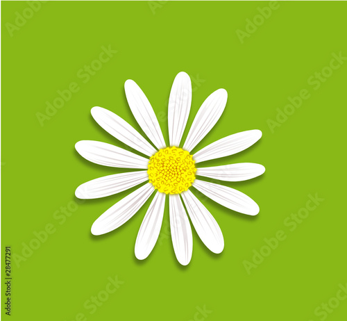 marguerite blanche