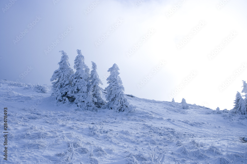 custom made wallpaper toronto digitalTannen im Frost