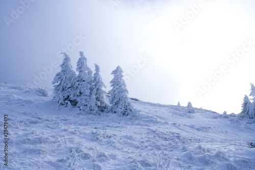 Wallpaper Mural Tannen im Frost Torontodigital.ca