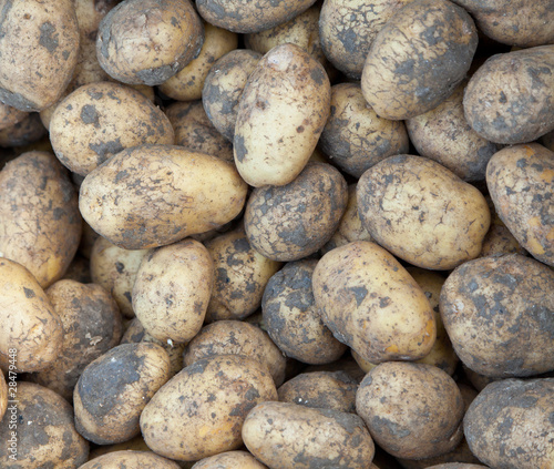 A pile of Freshly Dug Potatoes