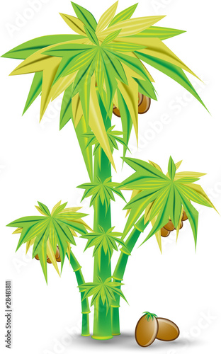 palm tree