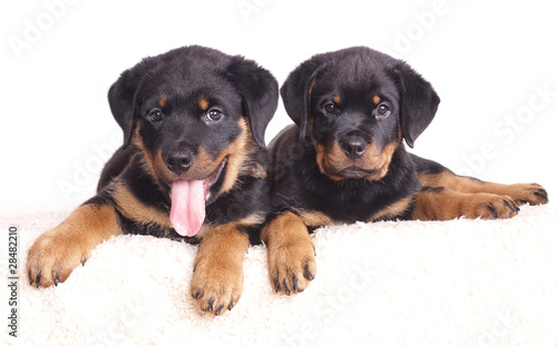 Purebred Rottweiler puppy, 2 months