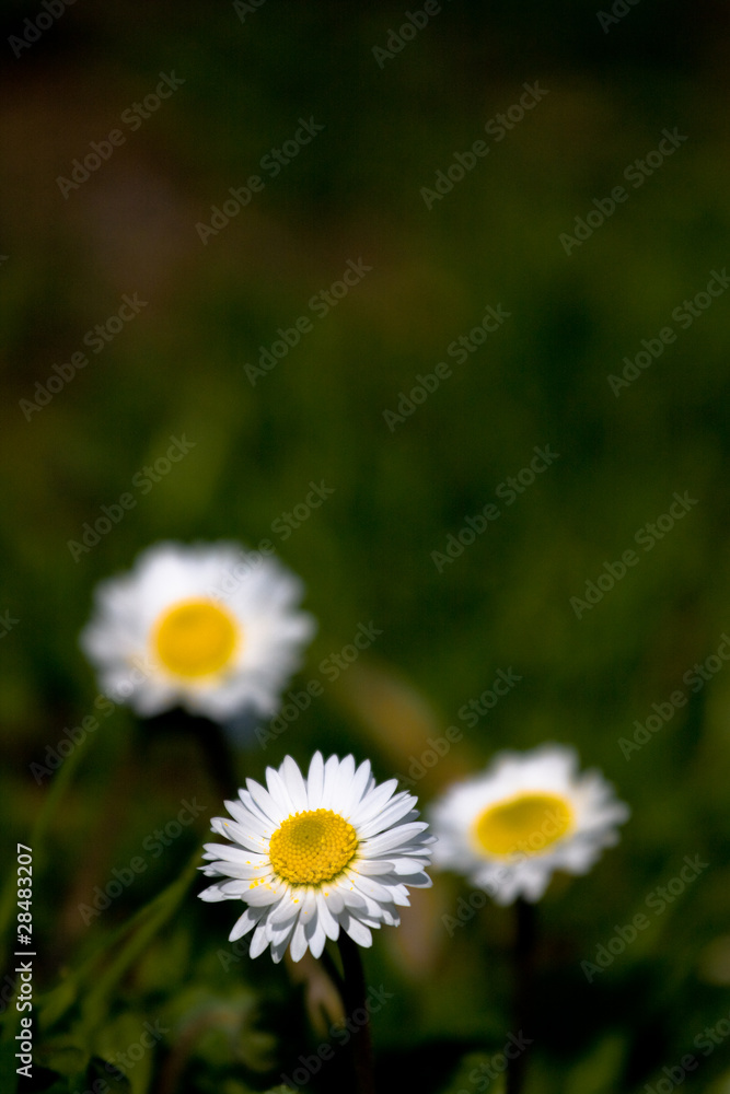Daisies
