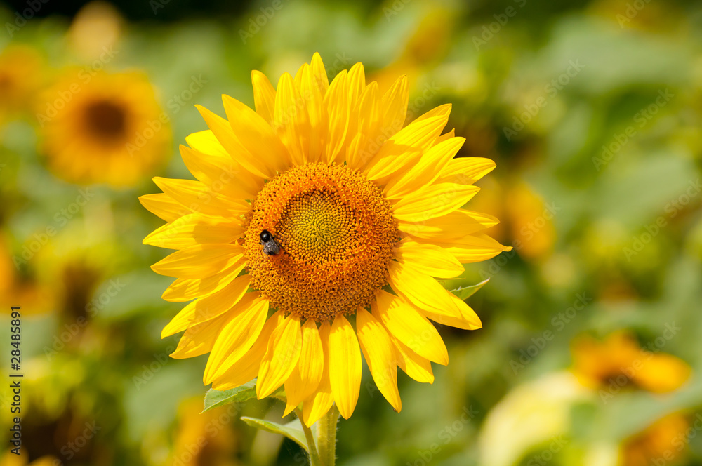 Fototapeta premium Sonnenblume mit Hummel