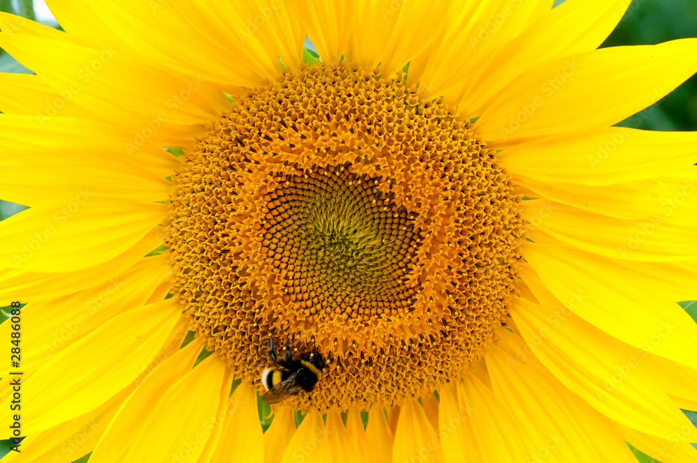 Sonnenblume mit Hummel Sonnenblume mit Hummel