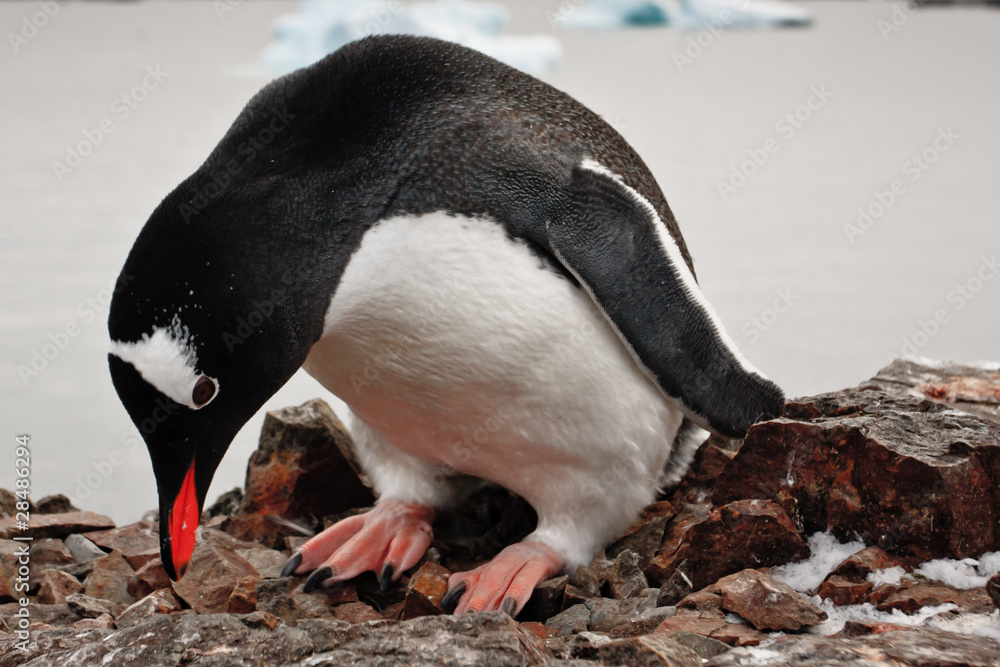 Fototapeta premium black and white penguin