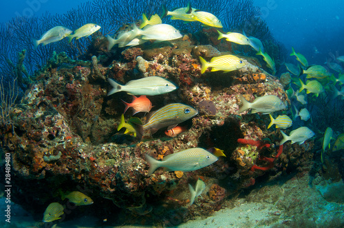 Fish Aggregation, picture taken in Palm Beach County Florida