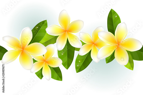 Frangipani, leaves and dew in seamless border