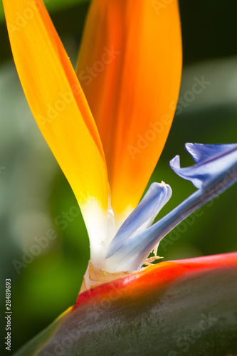 Strelitzia_002