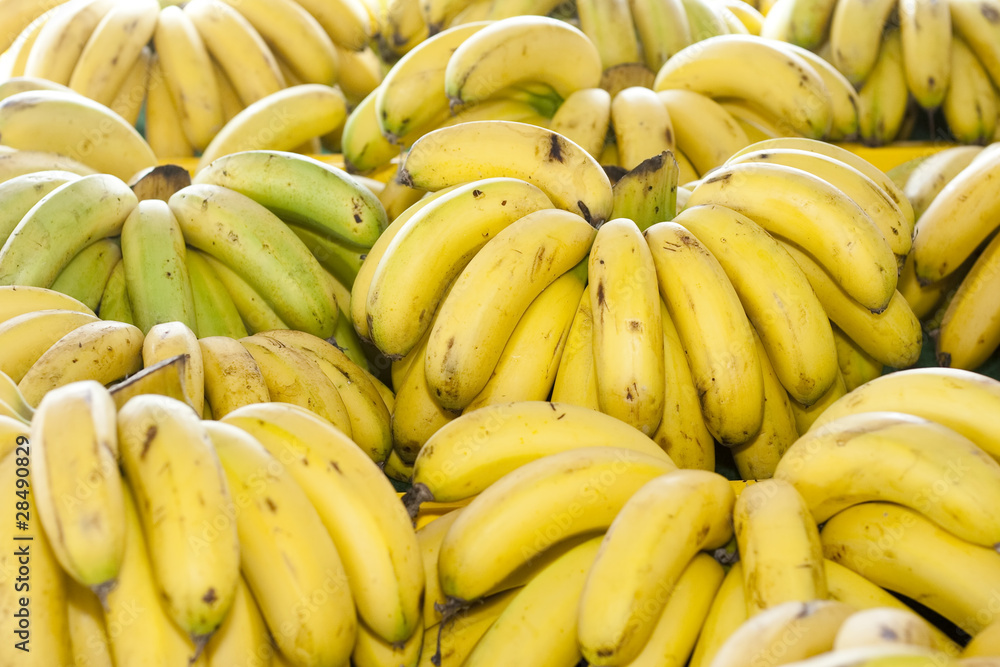 A Bunch of Tropical Malaysia Bananas Group Together