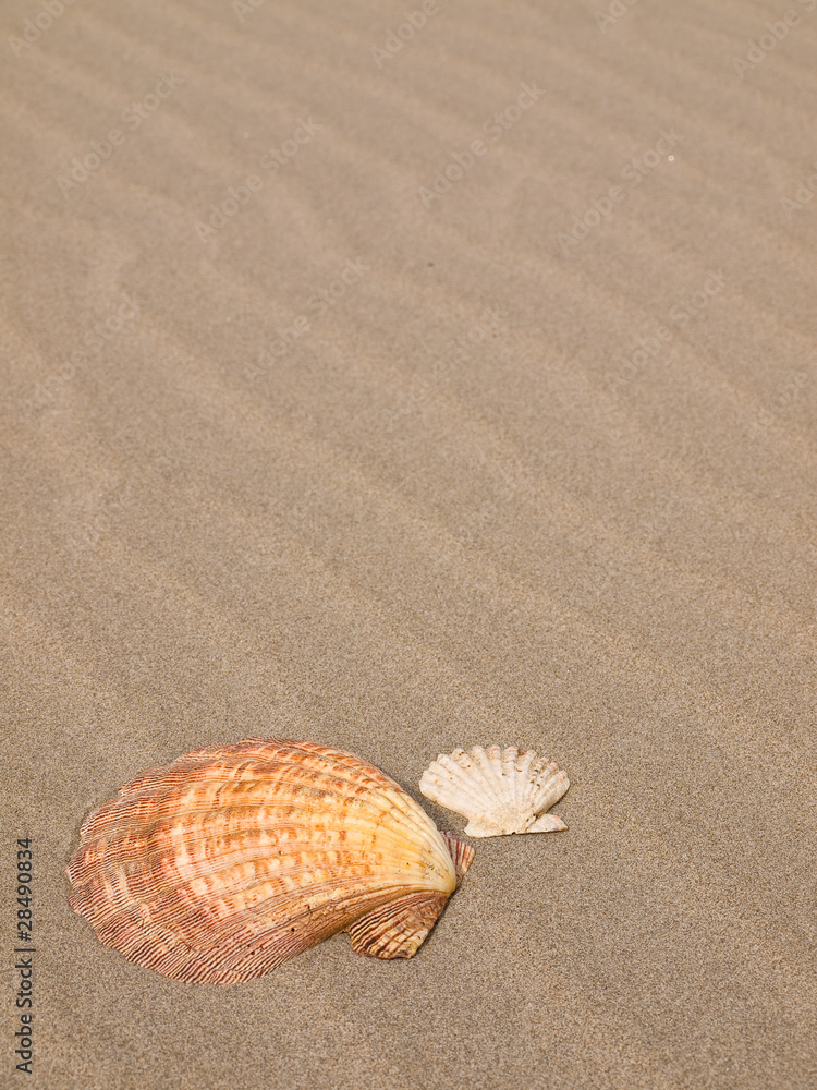 Scallop Shells on a Wind Swept Sandy Beach