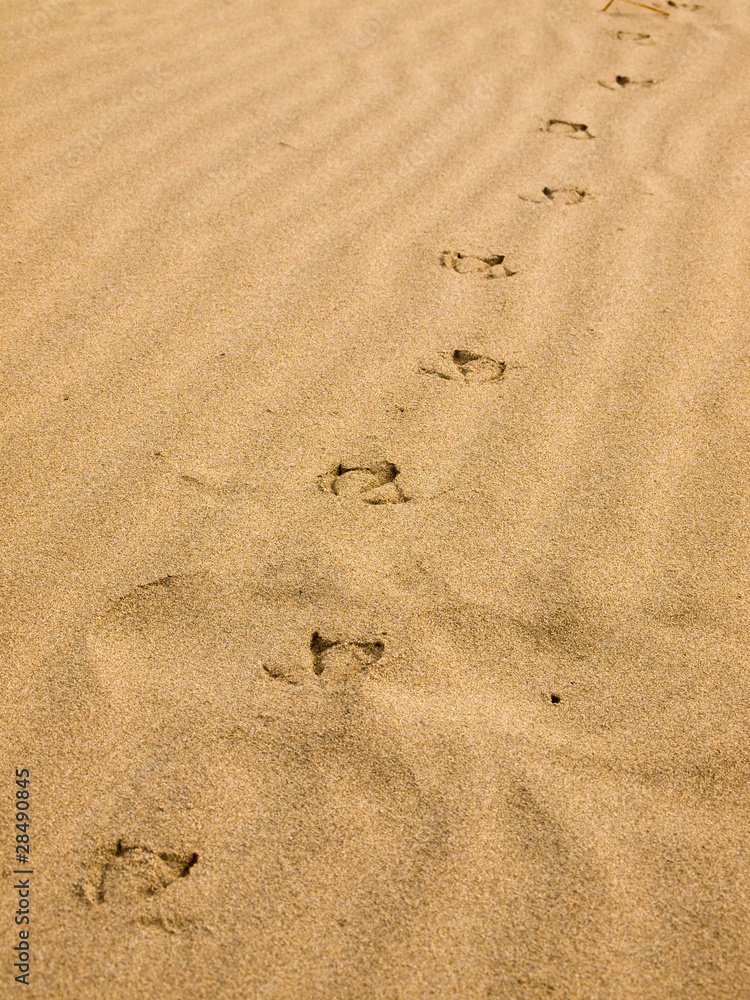 Seagull Footprints in the Sand on a Sunny Day Seagull Footprints in the Sand on a Sunny Day
