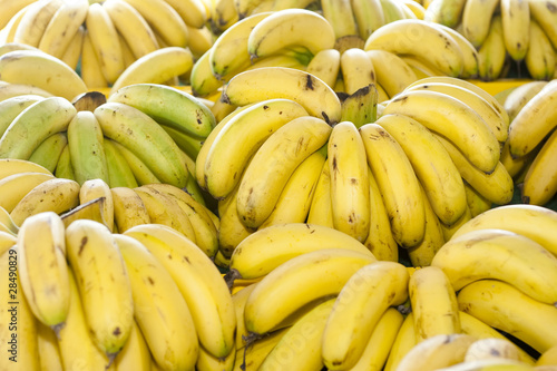 A Bunch of Tropical Malaysia Bananas Group Together