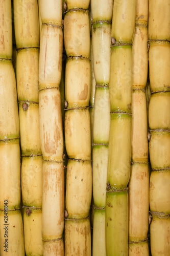 Freshly Cut Sugar Cane Group Together as a Texture Background