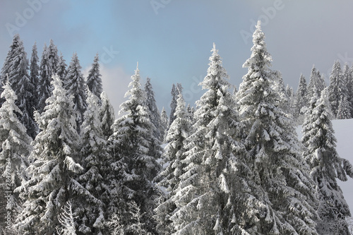 Schneebeckte Bäume, Hochschwarzwald - Deutschland