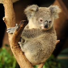 Ingelijste posters Koala Koala joey op eucalyptustak  © daphot75