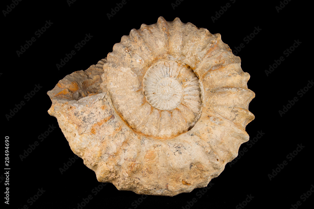 fossil_001