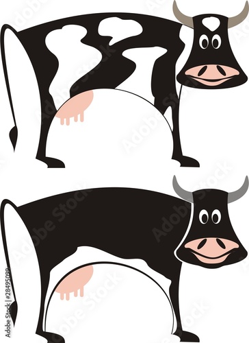 milking cow