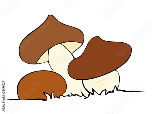 Edible mushrooms.