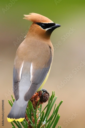Cedar waxwing