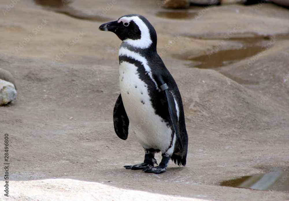 Naklejka premium Pinguin ganz alleine