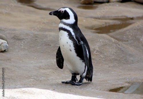 Pinguin ganz alleine