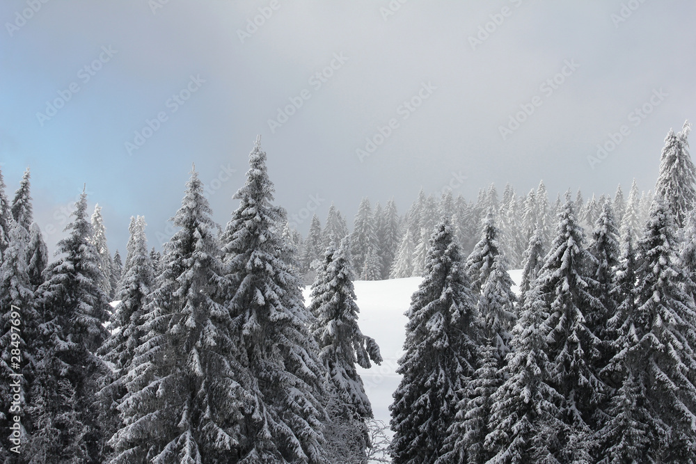Obraz premium Hochschwarzwald, Schwarzwald - Deutschland