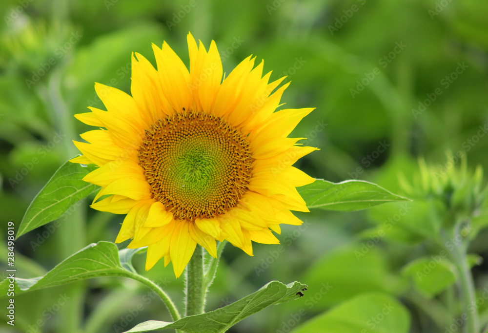 Sunflowers field Sunflowers field