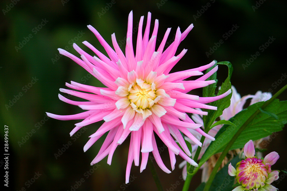 Obraz premium dahlia flower