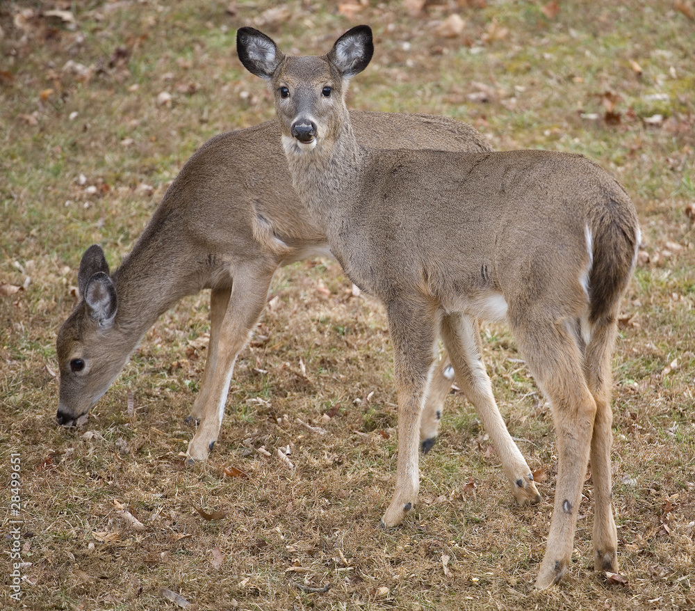 Fall deer