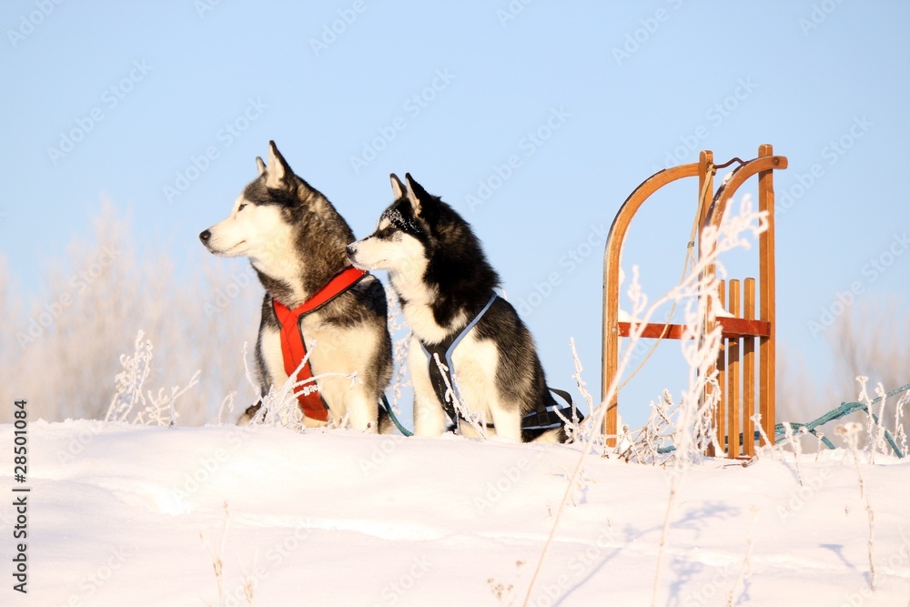 Naklejka premium zwei Hunde und Schlitten