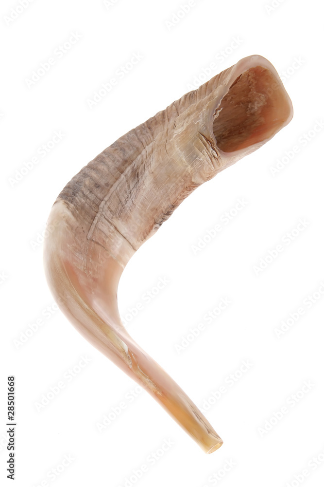 ram horn ( shofar ) ram horn ( shofar )