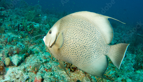 Gray Angelfish on a reef in south east Florida