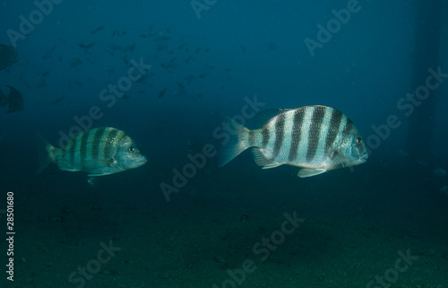 Sheepshead fish under a bridge in Palm Beach County Florida photo